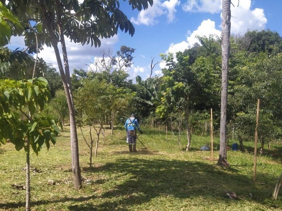 Destaque no Centro-Oeste em desenvolvimento sustentável, Campo Grande mantém 17 mil metros quadrados de reflorestamento.