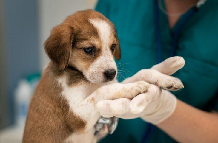 Inédito no Estado, programa MS Vida Animal lança Caravana da Castração na quarta-feira. Inédito no Estado, programa MS Vida Animal lança Caravana da Castração na quarta-feira.