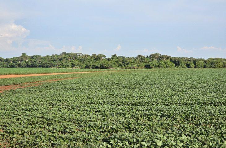 Plantio da safra de soja é prorrogado até o dia 13 de janeiro em Mato Grosso do Sul. Plantio da safra de soja é prorrogado até o dia 13 de janeiro em Mato Grosso do Sul.