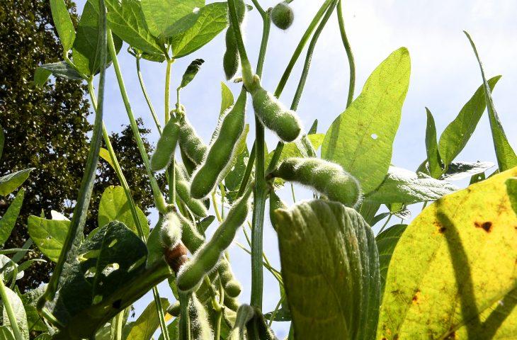 Prazo para plantio de soja tem alterações neste final de ano em Mato Grosso do Sul. Prazo para plantio de soja tem alterações neste final de ano em Mato Grosso do Sul.