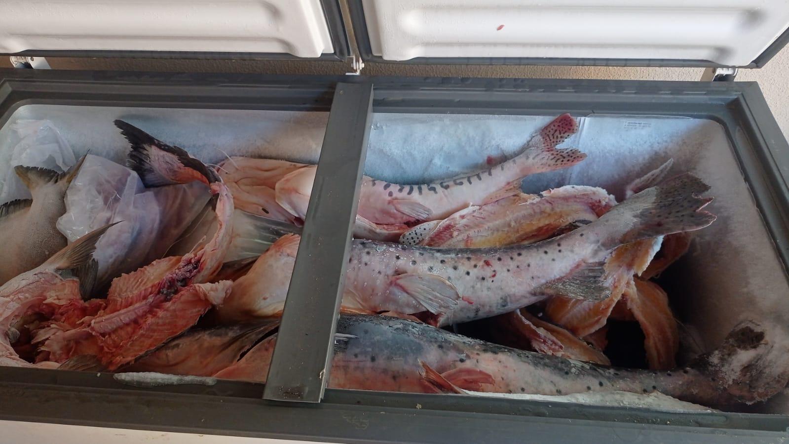 Operação Piracema: ações intensificadas e resultados significativos contra a pesca predatória. Operação Piracema: ações intensificadas e resultados significativos contra a pesca predatória.