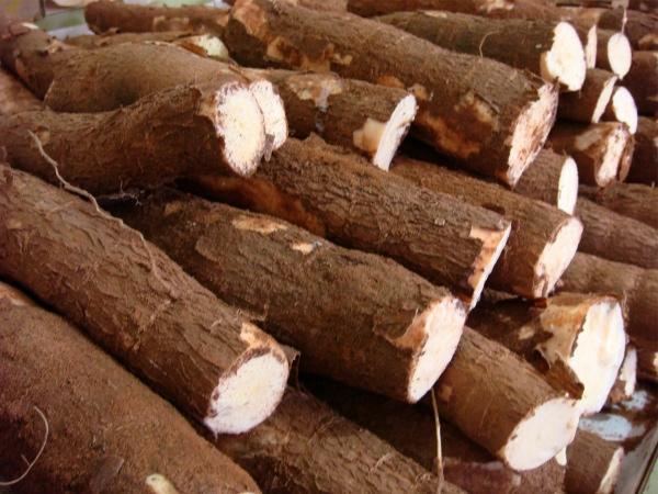 MS bate recorde na produção de mandioca e lidera exportação de fécula no País. MS bate recorde na produção de mandioca e lidera exportação de fécula no País.