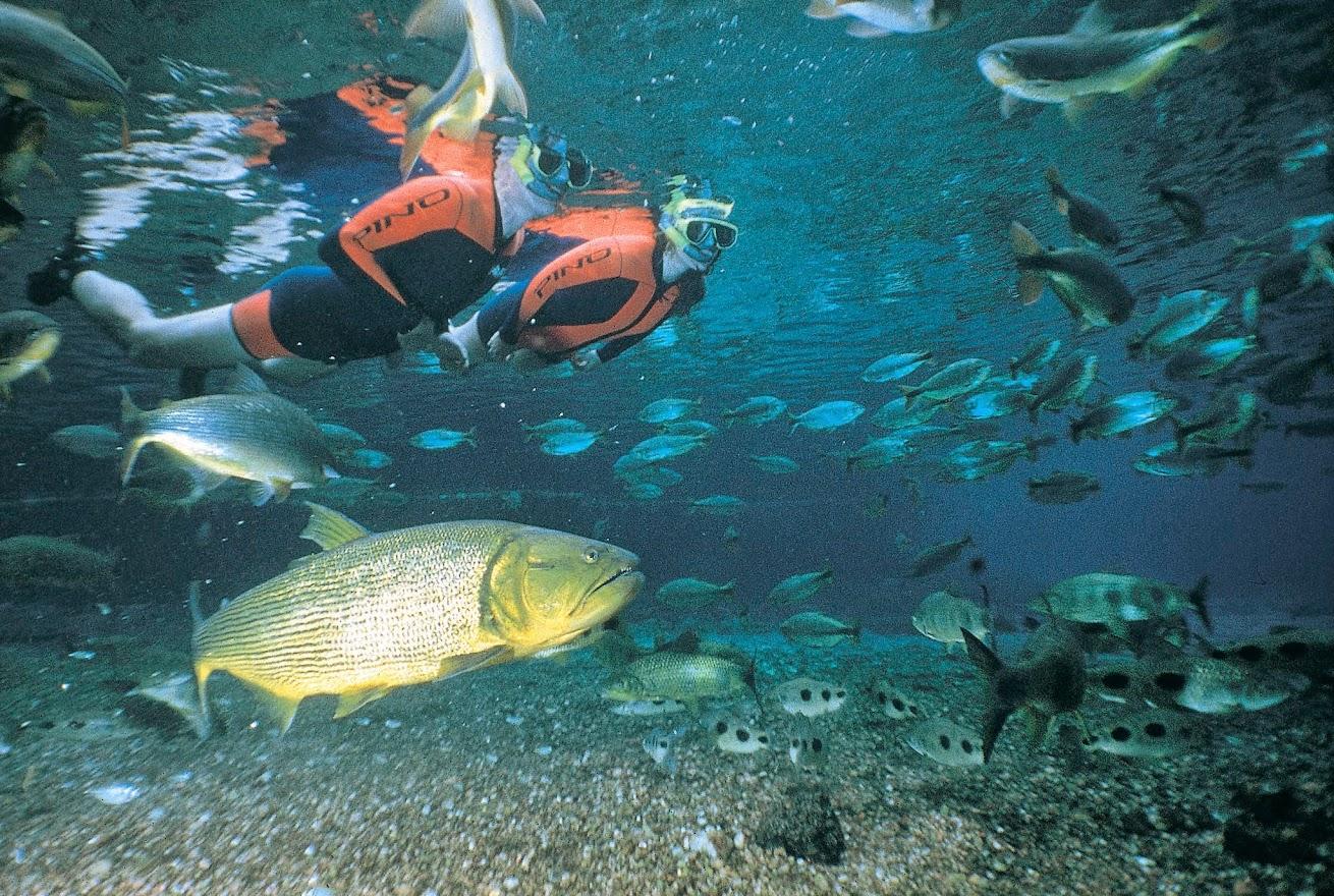 Com investimentos do Governo de MS, Bonito registra recorde de turistas com mais de 313 mil visitantes. Com investimentos do Governo de MS, Bonito registra recorde de turistas com mais de 313 mil visitantes.