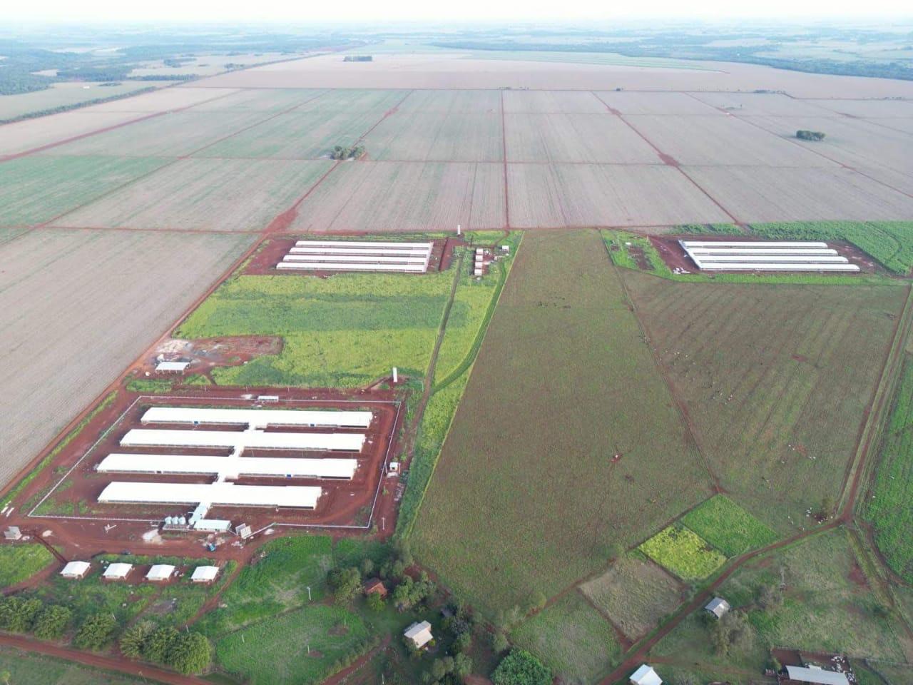 Frango Vida: incentivo a avicultura de MS garante mais de R$ 35 milhões aos produtores e ânimo ao setor. Frango Vida: incentivo a avicultura de MS garante mais de R$ 35 milhões aos produtores e ânimo ao setor.