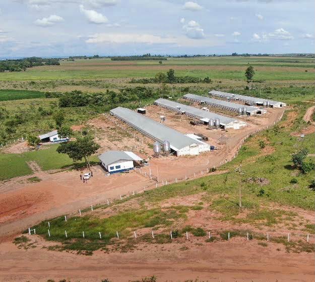 Frango Vida: incentivo a avicultura de MS garante mais de R$ 35 milhões aos produtores e ânimo ao setor. Frango Vida: incentivo a avicultura de MS garante mais de R$ 35 milhões aos produtores e ânimo ao setor.