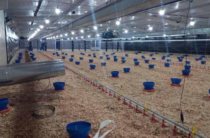 Frango Vida: incentivo a avicultura de MS garante mais de R$ 35 milhões aos produtores e ânimo ao setor. Frango Vida: incentivo a avicultura de MS garante mais de R$ 35 milhões aos produtores e ânimo ao setor.