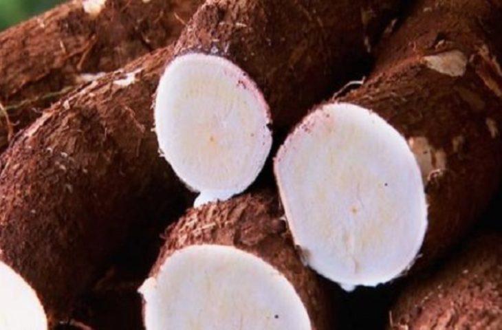 MS bate recorde na produção de mandioca e lidera exportação de fécula no País. MS bate recorde na produção de mandioca e lidera exportação de fécula no País.