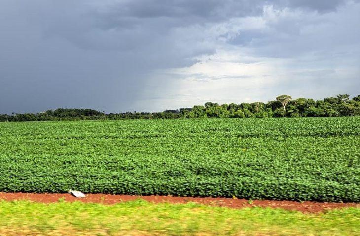 Prazo para cadastro de áreas de plantio de soja encerra em 31 de janeiro em MS. Prazo para cadastro de áreas de plantio de soja encerra em 31 de janeiro em MS.