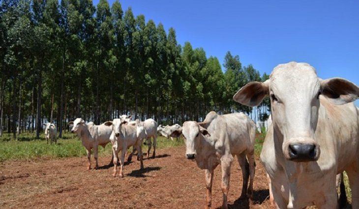 Precoce MS avança com abate de 1,3 milhão de cabeças e incentivo de quase R$ 117 milhões aos produtores. Precoce MS avança com abate de 1,3 milhão de cabeças e incentivo de quase R$ 117 milhões aos produtores.