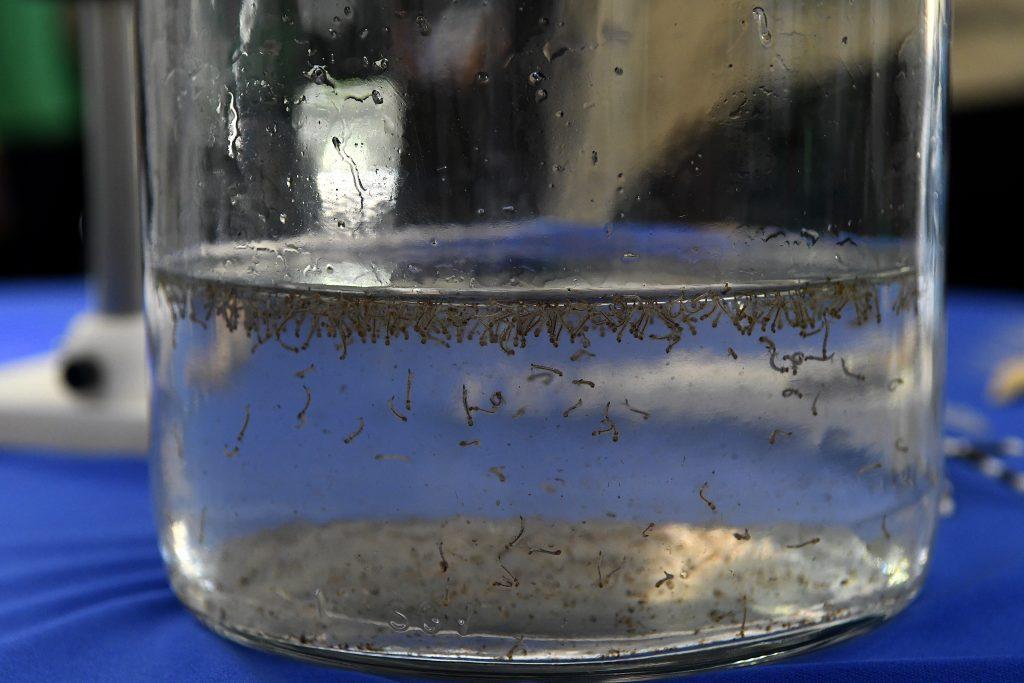 Guerra ao mosquito: com 80% de focos nas casas, governo mobiliza ações em todo MS.