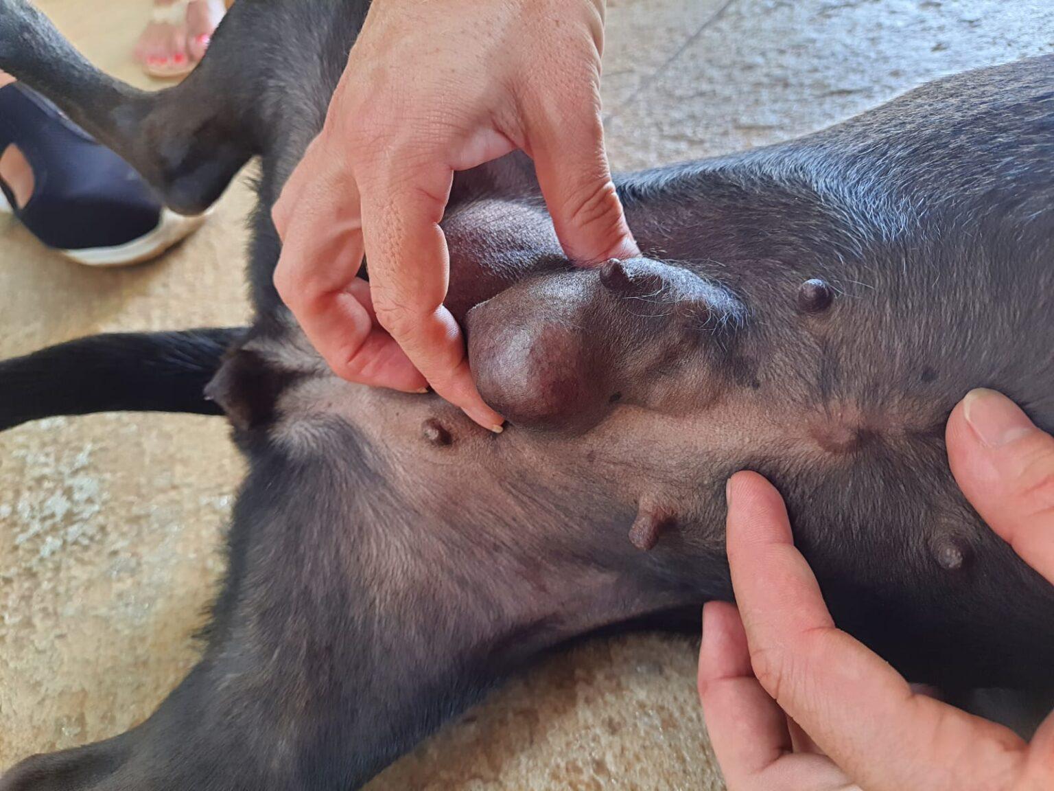 Nódulos em pets não devem ser ignorados, destaca veterinário da Subea. Nódulos em pets não devem ser ignorados, destaca veterinário da Subea.