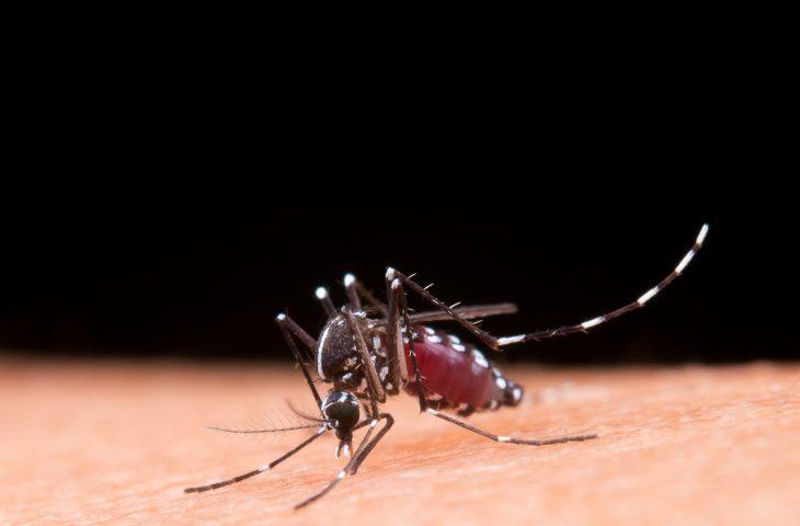 Aprenda a diferenciar os sintomas da dengue e da gripe. Aprenda a diferenciar os sintomas da dengue e da gripe.