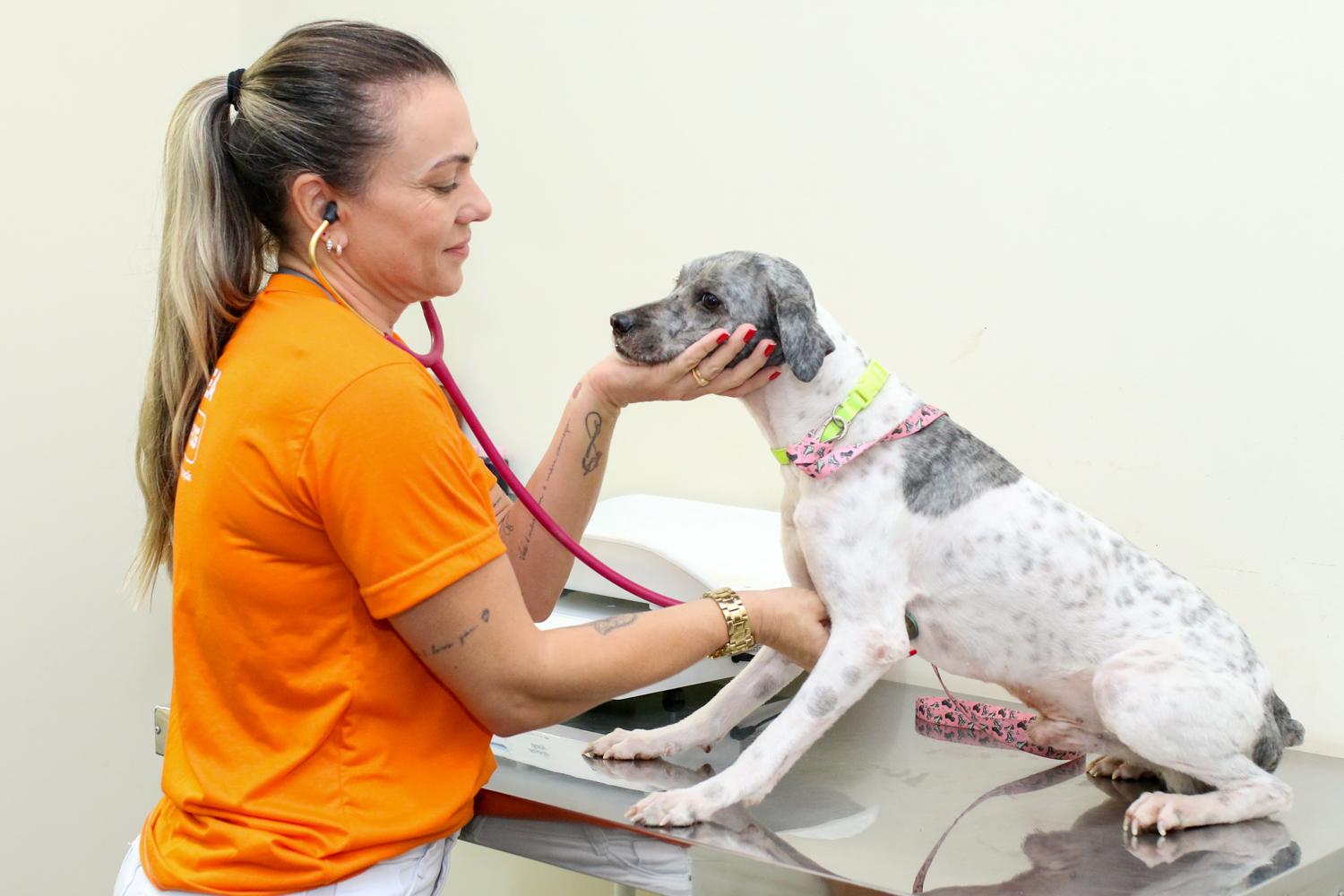 Malformação no sistema reprodutor de cães e gatos machos pode causar doença grave, alerta Subea.