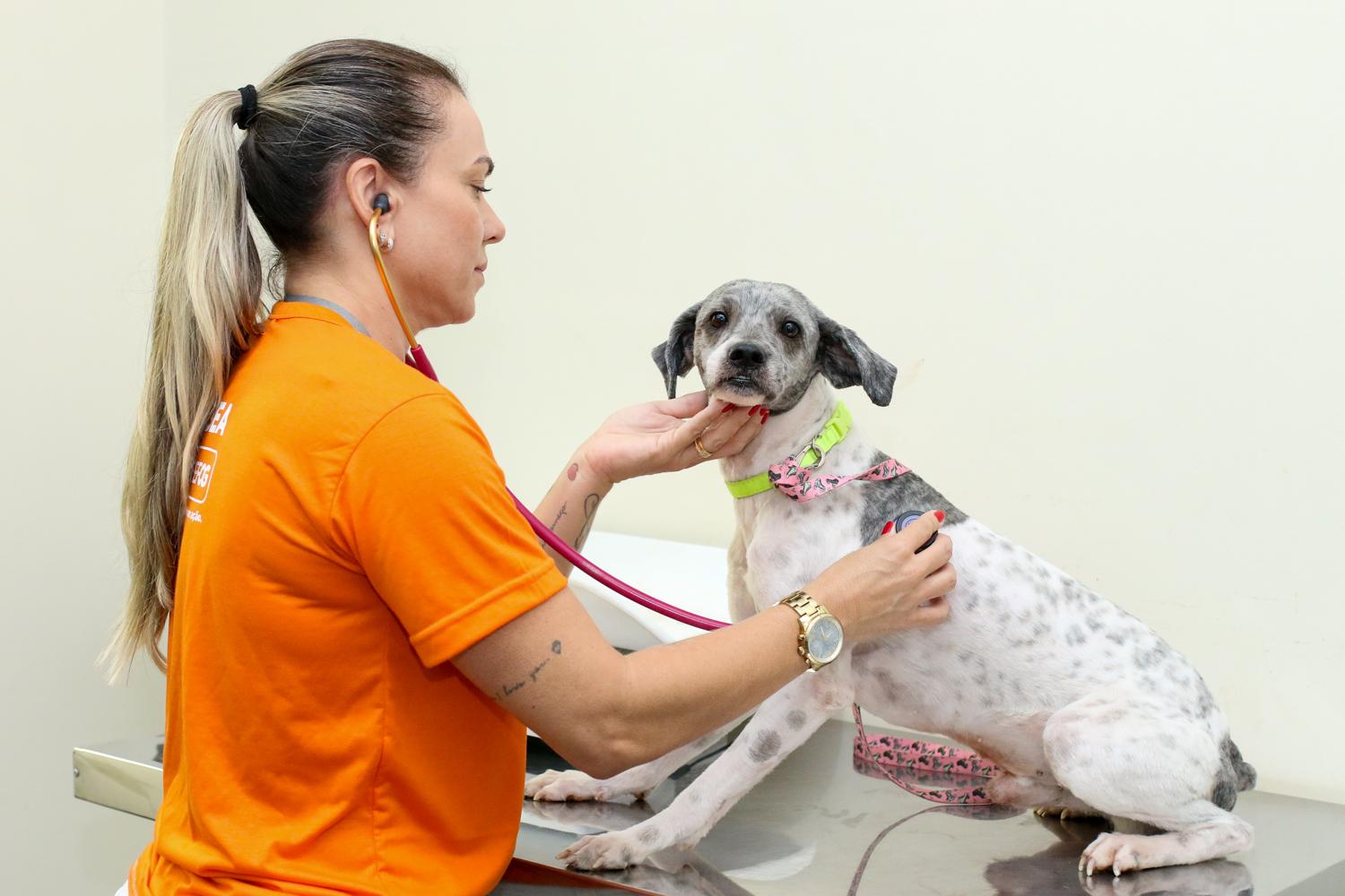Subea adverte sobre importância da vermifugação de cães e gatos. 