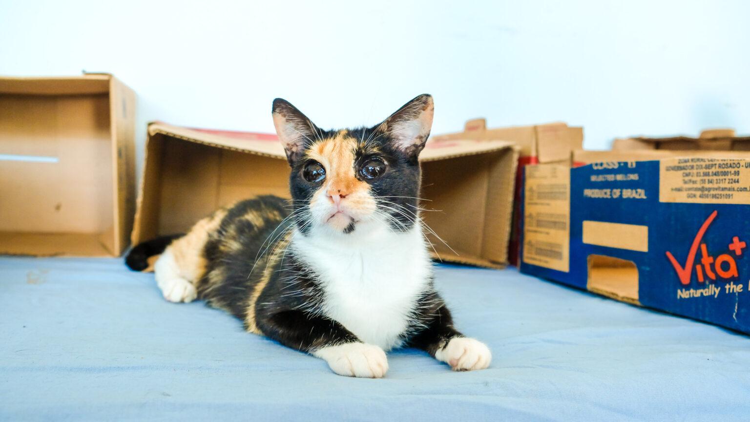 Subea realiza primeira Ação de Adoção de 2024 na Praça da Bolívia.