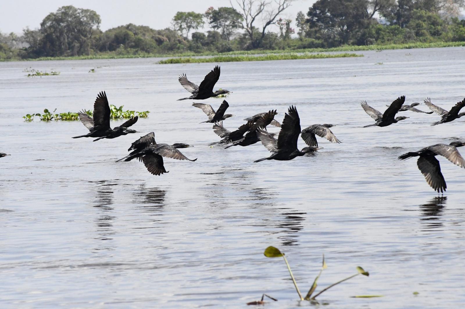 Com produção sustentável e proteção ambiental, Governo de MS atua para expandir atuação na União Europeia. Com produção sustentável e proteção ambiental, Governo de MS atua para expandir atuação na União Europeia.