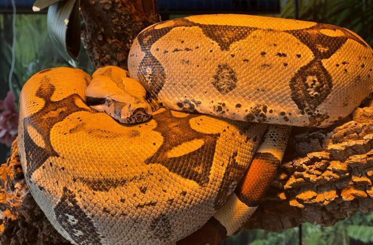 Bioparque garante 2ª chance para jiboia Rachel Carson e reforça saúde e bem-estar animal como prioridades. Bioparque garante 2ª chance para jiboia Rachel Carson e reforça saúde e bem-estar animal como prioridades.