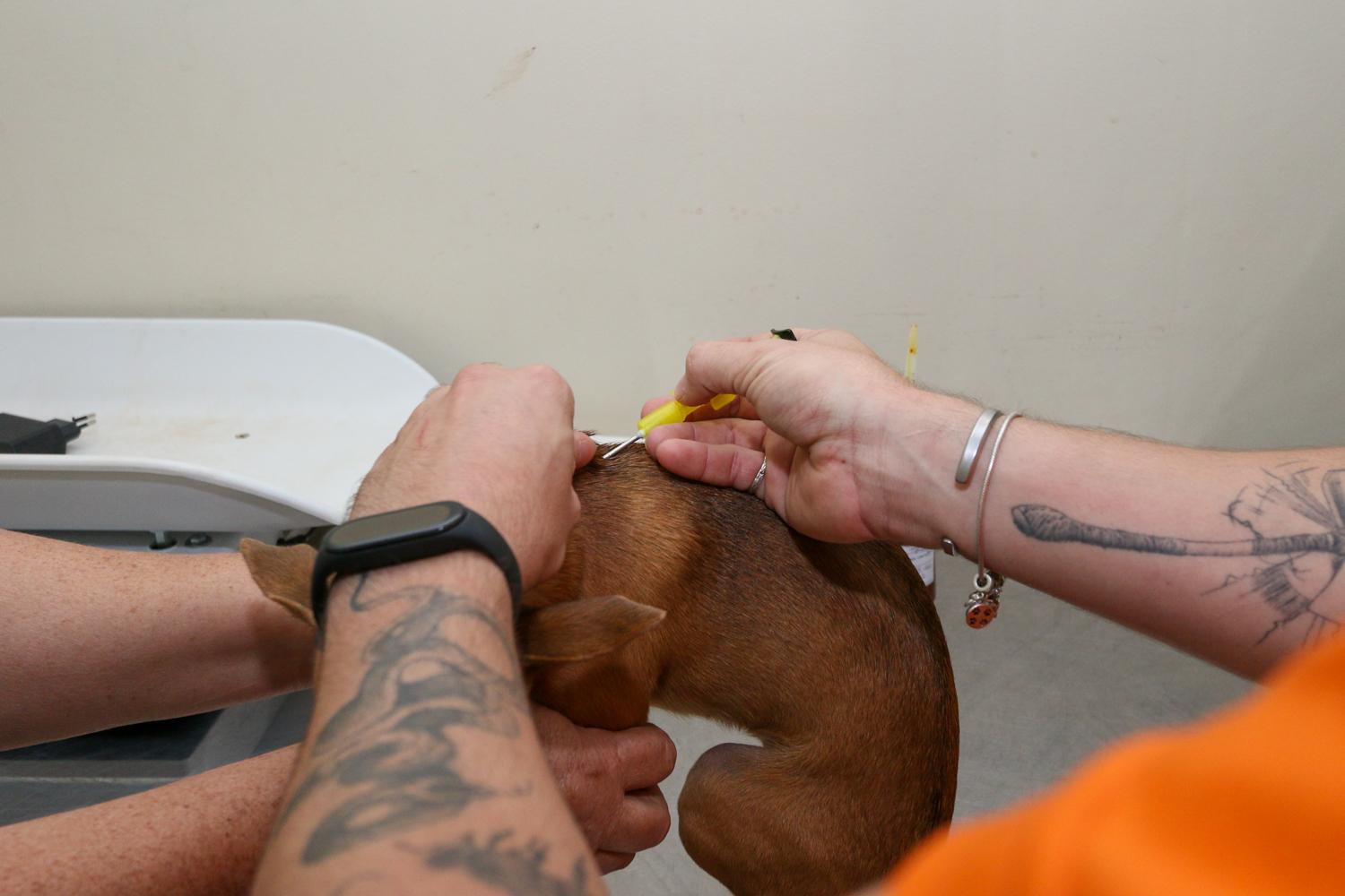 Microchipagem para pets: uma responsabilidade do tutor para com seu animal. 