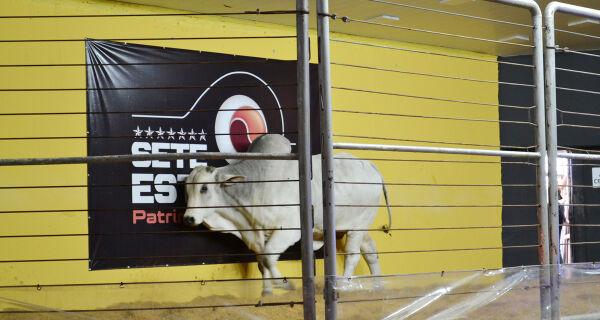 Primeiro leilão da Expogrande 2024 fatura mais de R$ 1 milhão.