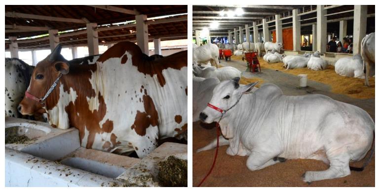 Expogrande 2024: Animais começam a chegar e raças Nelore pintado retornam como destaque deste ano.