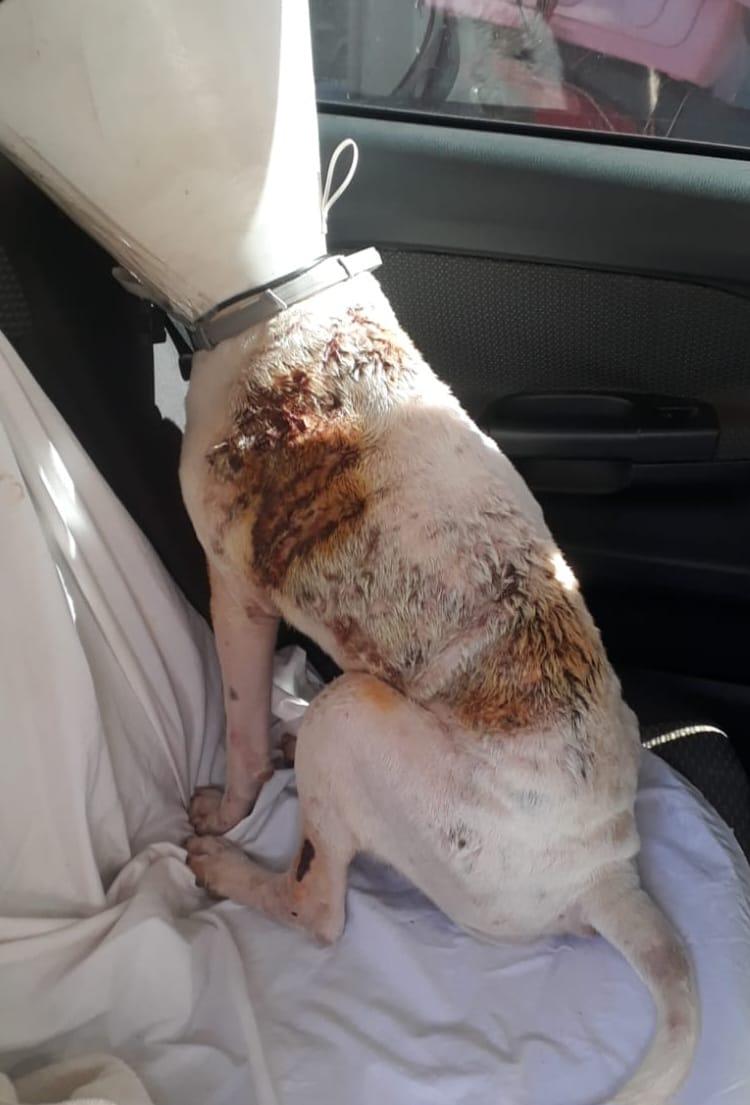 Leishmaniose: tratamento adequado garante saúde e qualidade de vida ao pet.