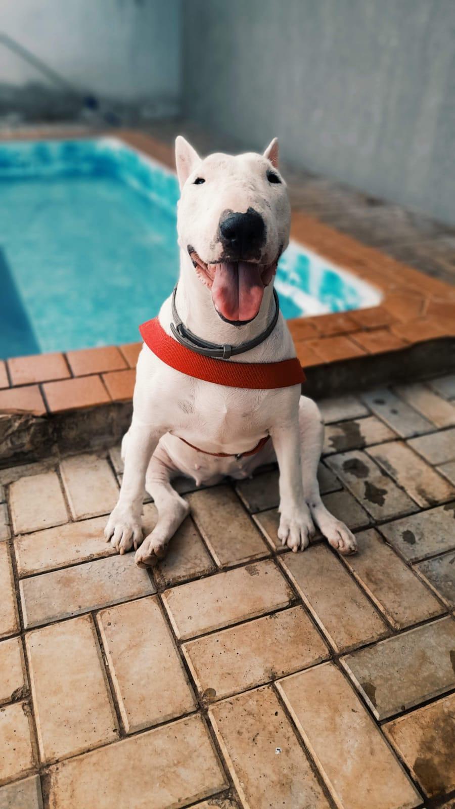 Leishmaniose: tratamento adequado garante saúde e qualidade de vida ao pet.