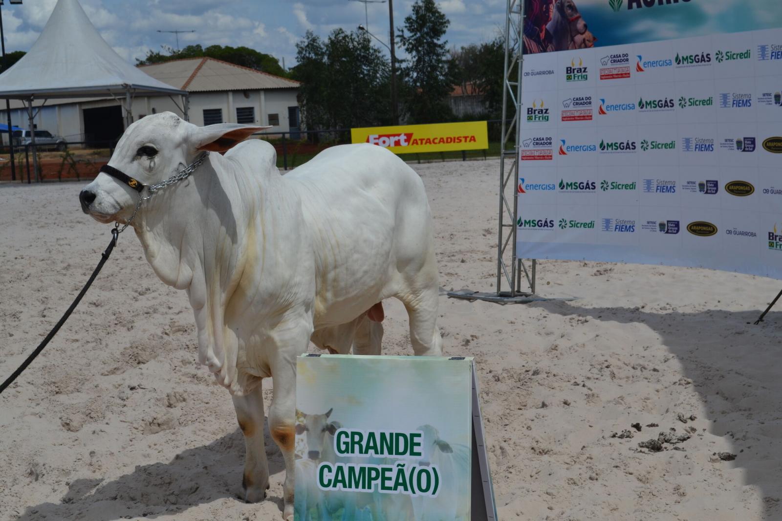 Expogrande 2024 supera todas as expectativas e fatura R$ 576,8 milhões.