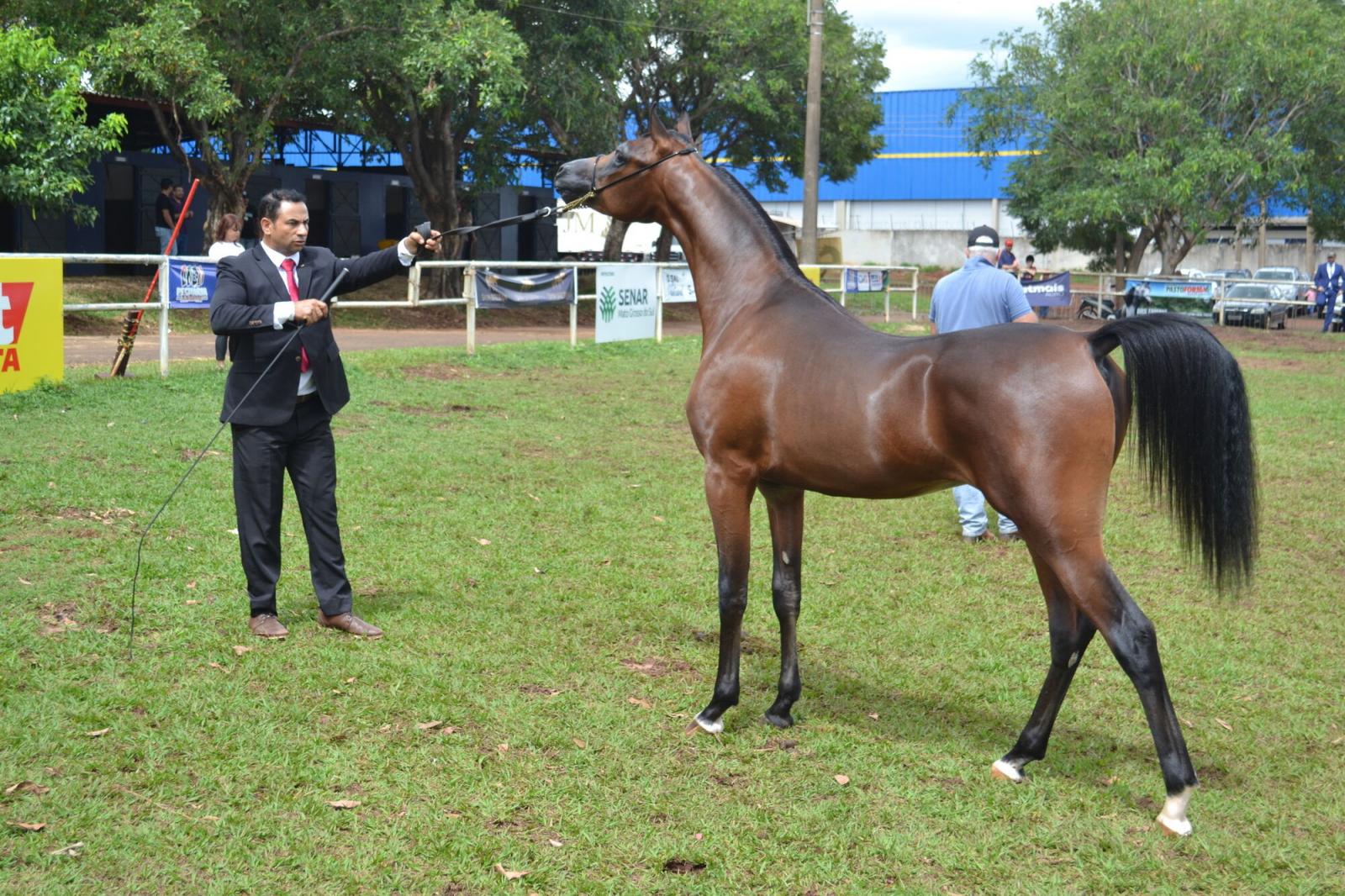Expogrande 2024 supera todas as expectativas e fatura R$ 576,8 milhões.