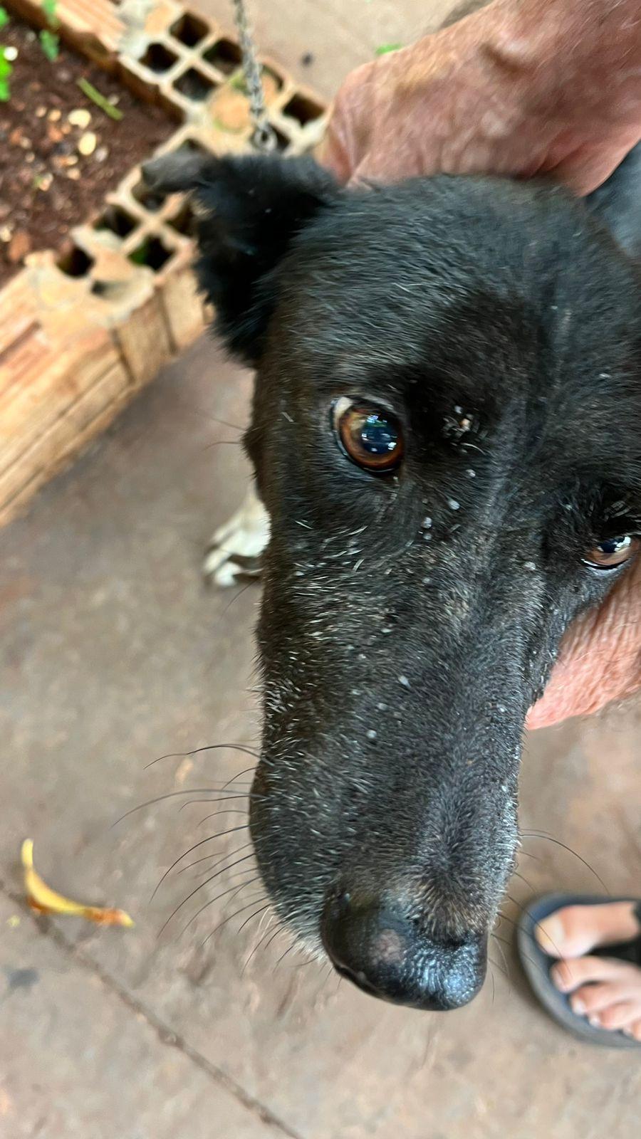 Subea orienta sobre os cuidados com infestação de carrapatos nos animais .