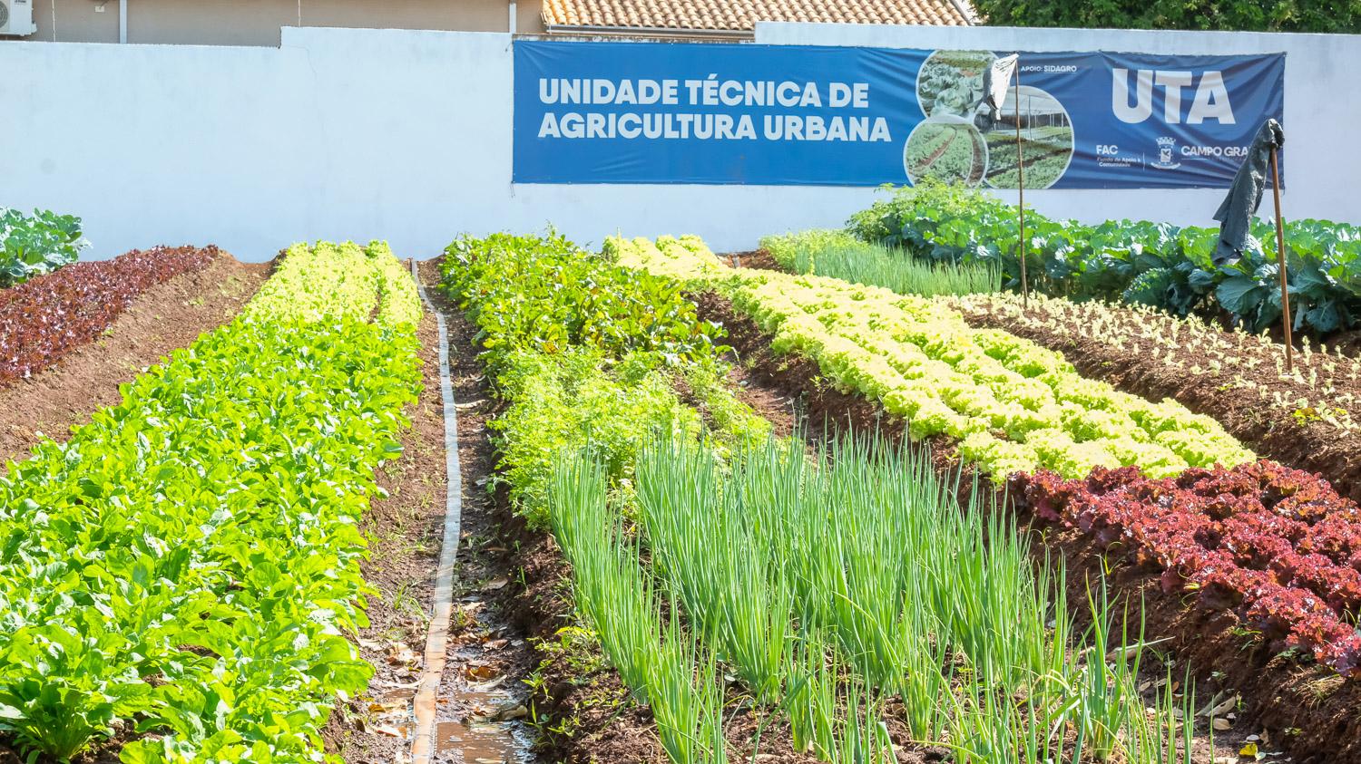 População vulnerável recebeu mais de 58,6 mil kits de legumes e verduras via FAC.