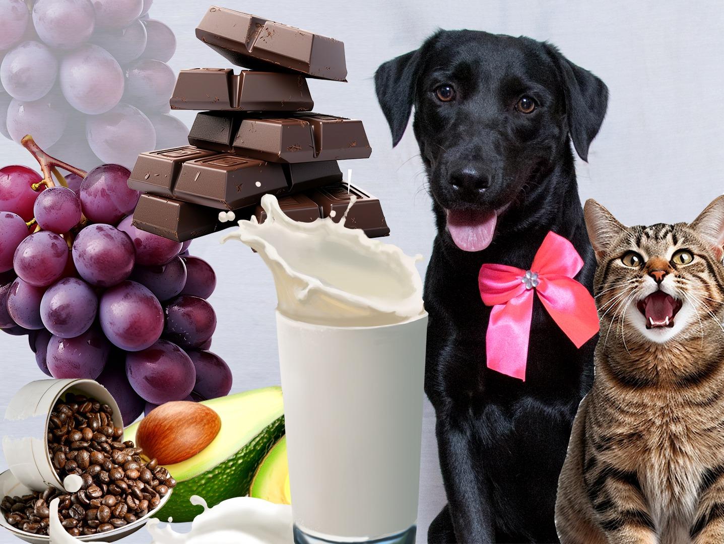 Subea adverte sobre alimentos que podem ser tóxicos para os pets.