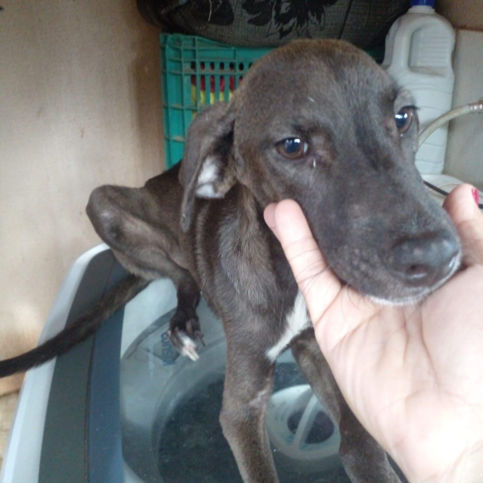 Subea orienta sobre os cuidados com infestação de carrapatos nos animais .