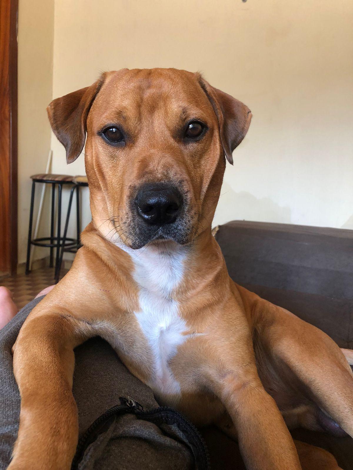 Subea alerta que otite em animais domésticos é comum, mas precisa de atenção para não virar crônico.