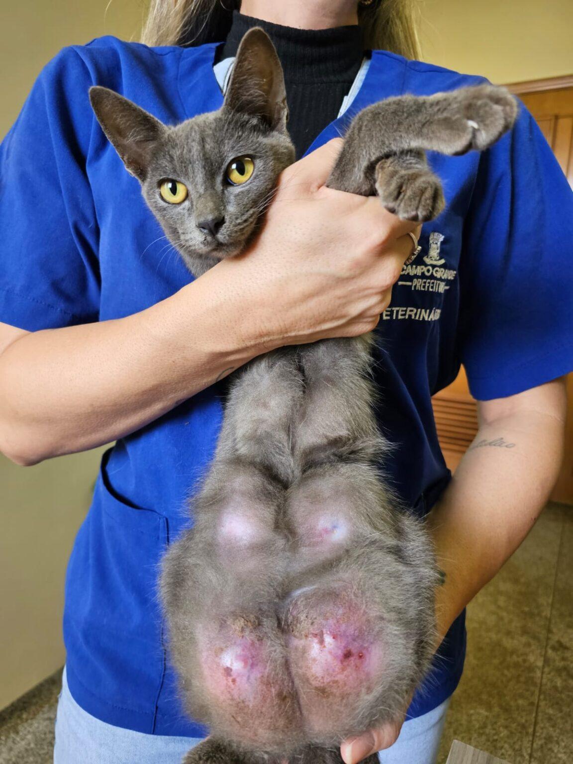 Hiperplasia mamária: Subea alerta sobre os riscos da vacina anti cio.