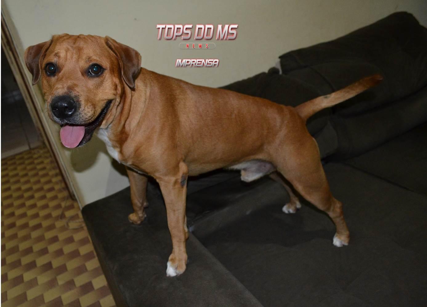 Subea alerta que otite em animais domésticos é comum, mas precisa de atenção para não virar crônico.