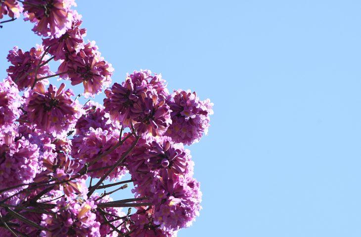 Avanço de frente fria gera mudanças no tempo e terça-feira tem aumento de nebulosidade em MS.