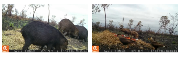Para preservar fauna do Pantanal, grupo técnico atua em ações de fuga e aporte nutricional dos animais.