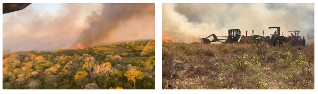 Para preservar fauna do Pantanal, grupo técnico atua em ações de fuga e aporte nutricional dos animais.
