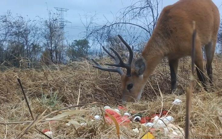 Para preservar fauna do Pantanal, grupo técnico atua em ações de fuga e aporte nutricional dos animais.