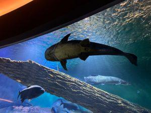 Bioparque Pantanal atrai olhares do mundo e projeta Campo Grande no cenário turístico. Bioparque Pantanal atrai olhares do mundo e projeta Campo Grande no cenário turístico.