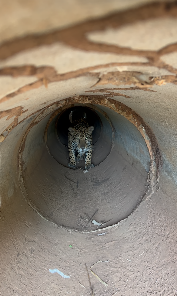 Onça-pintada resgatada em incêndio, volta ao Pantanal de MS após 43 dias de tratamento. Onça-pintada resgatada em incêndio, volta ao Pantanal de MS após 43 dias de tratamento.