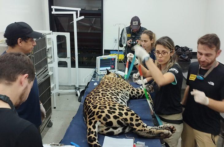 Onça-pintada resgatada em incêndio, volta ao Pantanal de MS após 43 dias de tratamento. Onça-pintada resgatada em incêndio, volta ao Pantanal de MS após 43 dias de tratamento.