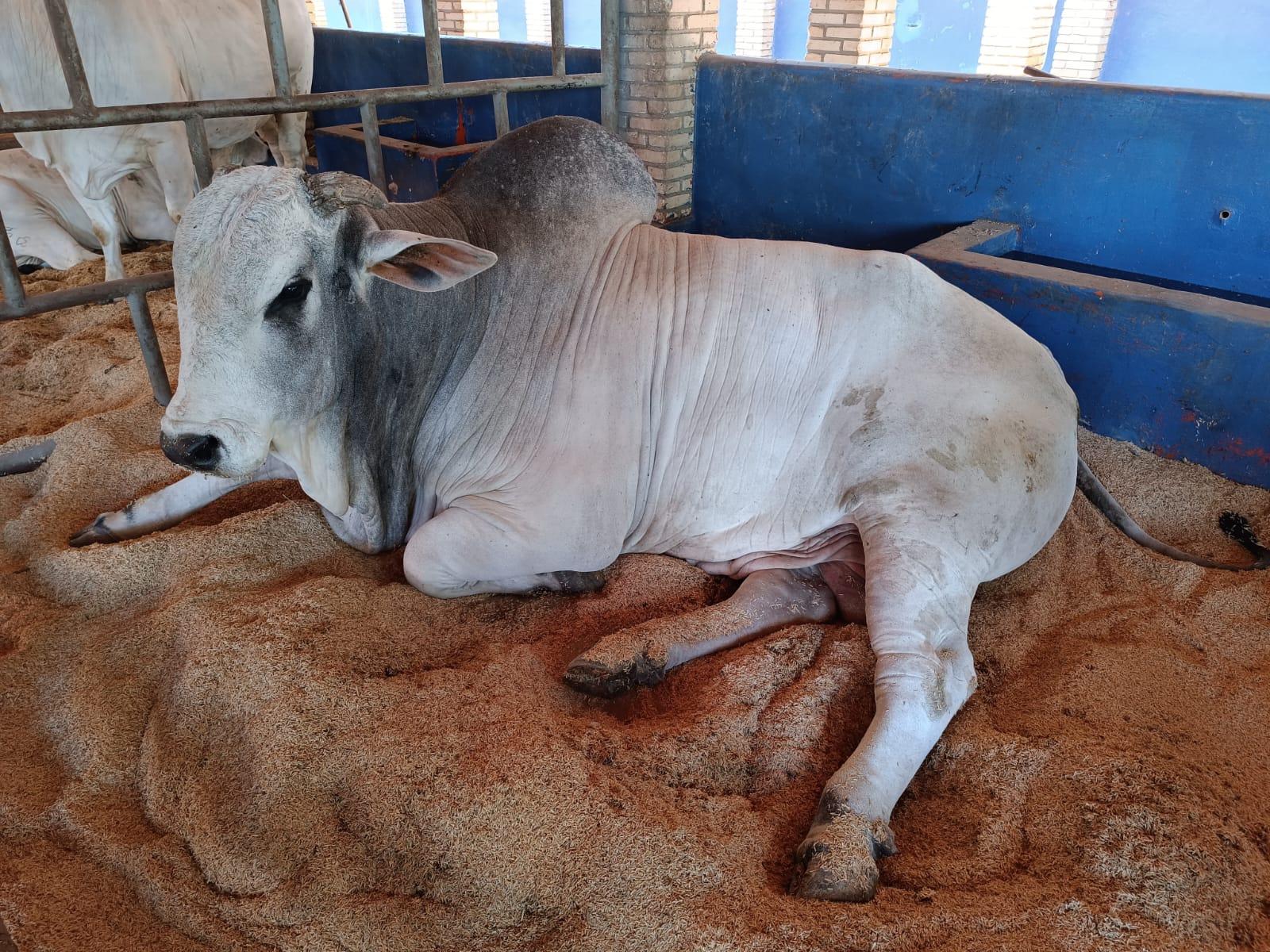 Expogenética MS, leilões e rodeio começam nesta quinta-feira. Expogenética MS, leilões e rodeio começam nesta quinta-feira.