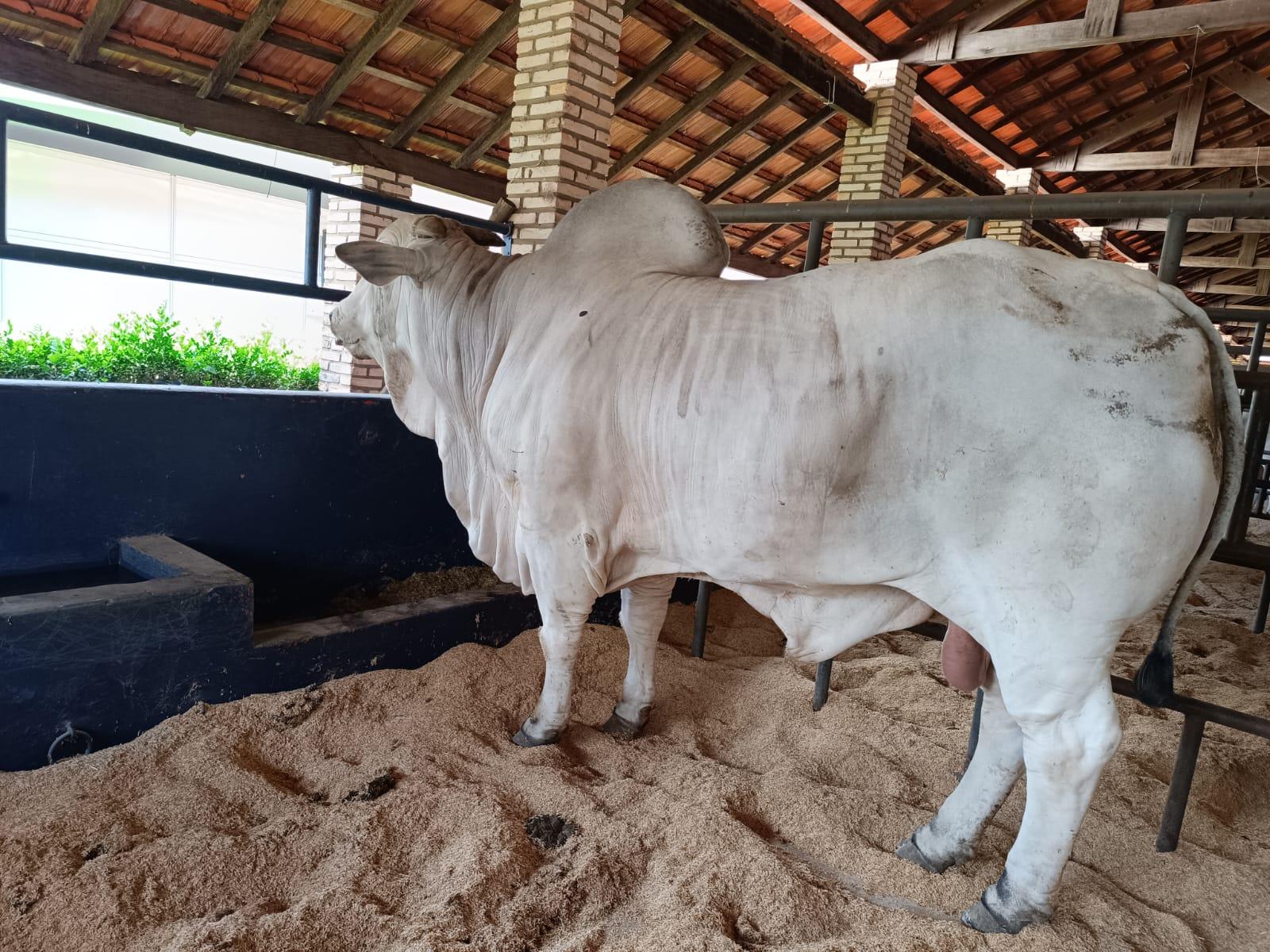 Expogenética MS, leilões e rodeio começam nesta quinta-feira. Expogenética MS, leilões e rodeio começam nesta quinta-feira.