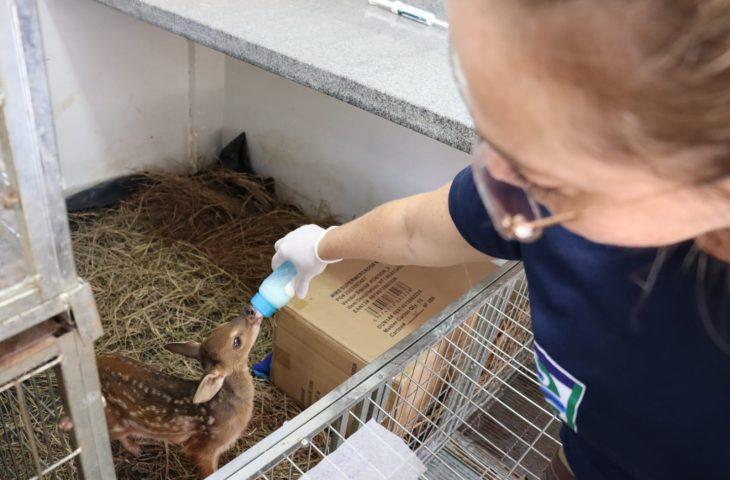 Hospital Ayty, do Imasul, é esperança para mais de 60 filhotes órfãos e sob cuidados intensivos. Hospital Ayty, do Imasul, é esperança para mais de 60 filhotes órfãos e sob cuidados intensivos.