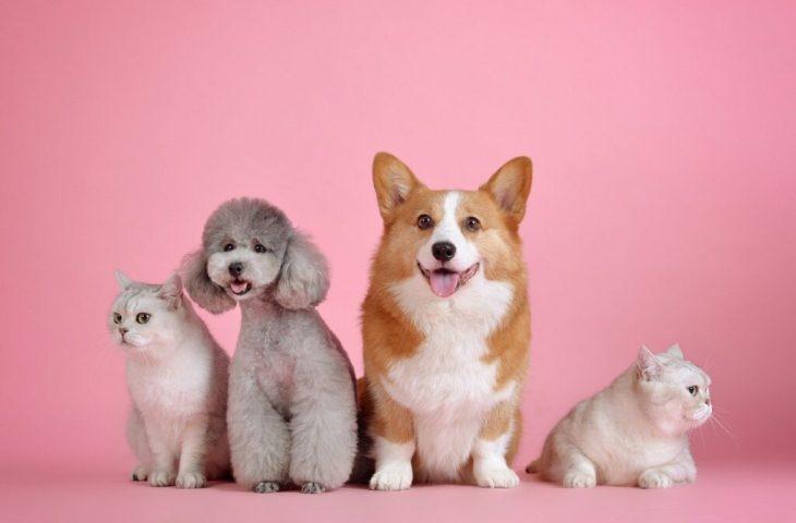 Outubro Rosa Pet: campanha estadual conscientiza sobre câncer em animais domésticos. Outubro Rosa Pet: campanha estadual conscientiza sobre câncer em animais domésticos.
