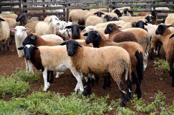 Produtores de ovinos e caprinos terão prazo de um ano para regularizar rebanhos junto a Iagro sem multas.