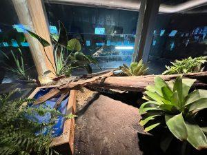 Píton albina que não pode retornar à natureza ganhará nova chance no Bioparque Pantanal. Píton albina que não pode retornar à natureza ganhará nova chance no Bioparque Pantanal.