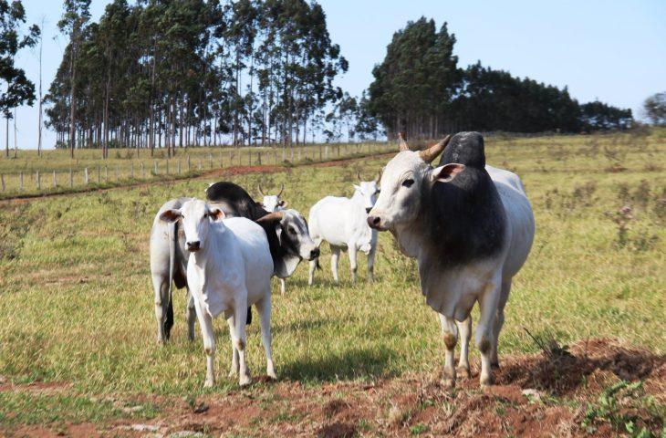 Atenção: pecuaristas devem atualizar cadastro de rebanhos na Iagro até o dia 30 de novembro. Atenção: pecuaristas devem atualizar cadastro de rebanhos na Iagro até o dia 30 de novembro.