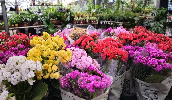 Finados: flores e velas apresentam variação de até 242% em Campo Grande.
